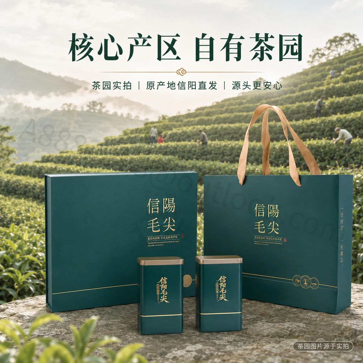信阳毛尖主图与详情页系列主图